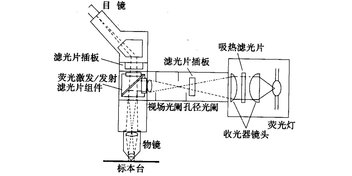 (Принципиальная схема флуоресцентного микроскопа)